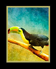 the national bird of Belize thumbnail